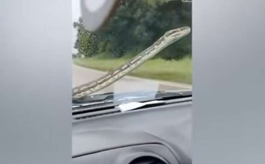 Pogledajte kako se snašao vozač kada mu je zmija u vožnji pala na vjetrobran
